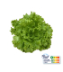 Laitue Batavia Verte plante vivante (pièce)