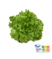 Laitue Batavia Verte plante vivante (pièce)