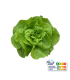 Laitue Pommée Verte plante vivante (pièce)