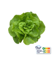 Laitue Pommée Verte plante vivante (pièce)