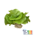 Laitue Pommée Verte plante vivante (pièce)