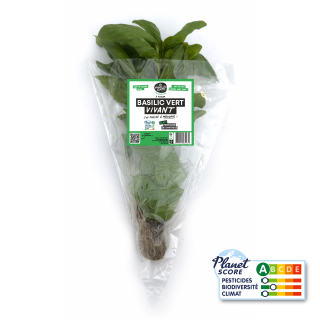 Basilic Vert plante vivante (pièce) - Ferme urbaine aquaponique à Bordeaux