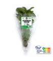 Basilic Vert plante vivante (pièce)