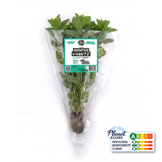 Menthe Marocaine plante vivante (pièce) - Ferme urbaine aquaponique à Bordeaux