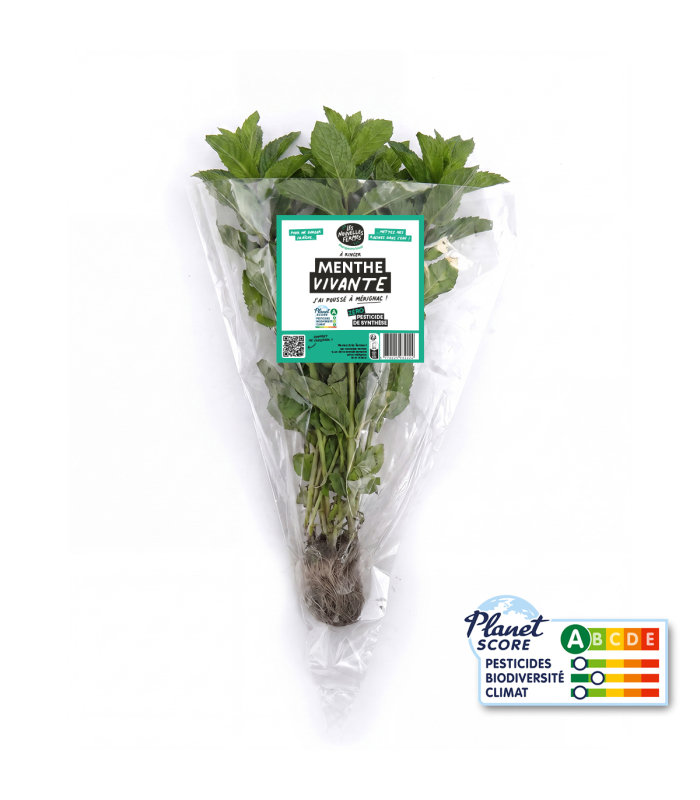 Menthe Marocaine plante vivante (pièce)