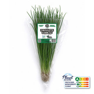 Ciboulette plante vivante (pièce) - Ferme urbaine aquaponique à Bordeaux