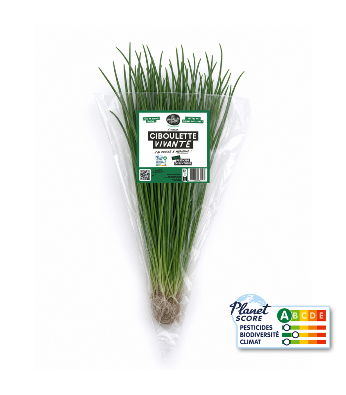 Ciboulette plante vivante (pièce)
