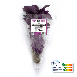 Basilic Pourpre plante vivante (pièce) - Ferme urbaine aquaponique à Bordeaux