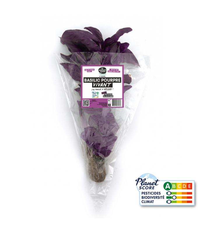 Basilic Pourpre plante vivante (pièce)