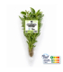 Basilic thai plante vivante (pièce)