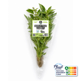 Basilic thai plante vivante (pièce) - Ferme urbaine aquaponique à Bordeaux