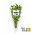 Basilic thai plante vivante (pièce)