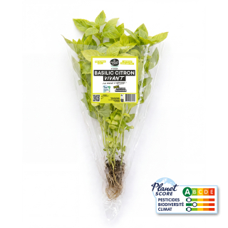 Basilic Citron plante vivante (pièce) - Ferme urbaine aquaponique à Bordeaux