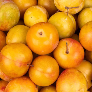 Prunes jaunes (500g) - Ferme urbaine aquaponique à Bordeaux