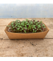Micro pousse amarante bicolore (pièce)