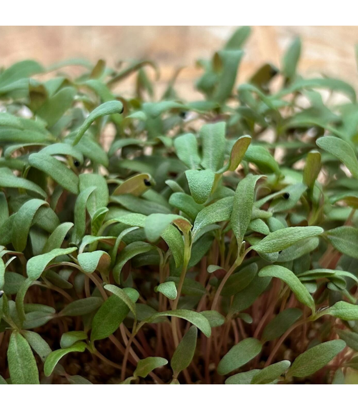 Micro pousse amarante bicolore (pièce)