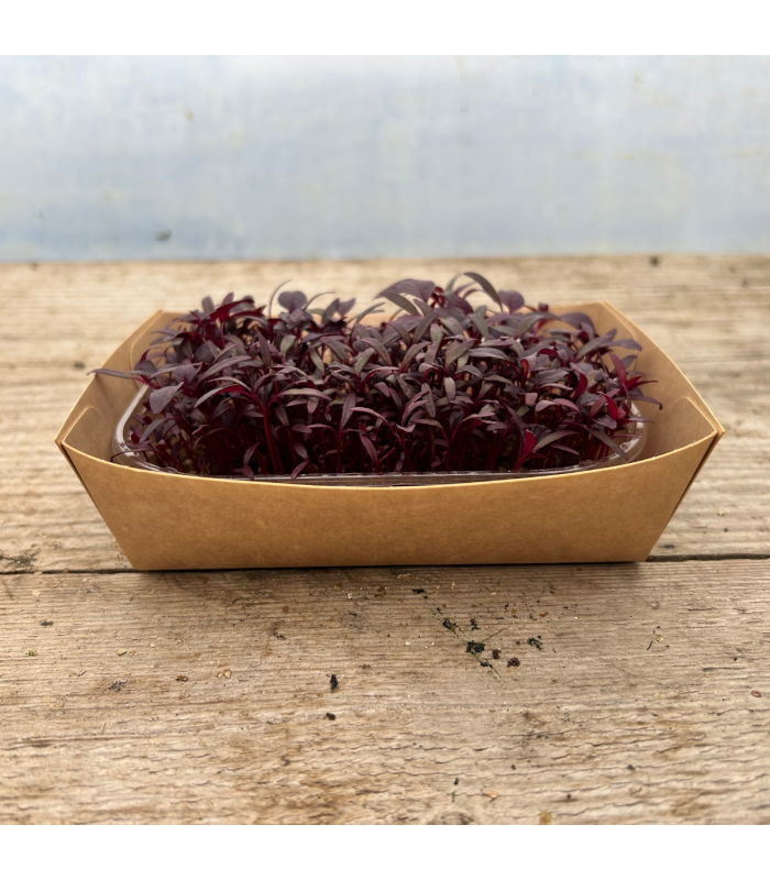 Micro pousse amarante rouge (pièce)