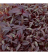 Micro pousse amarante rouge (pièce)