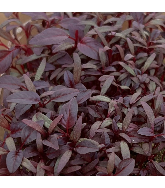 Micro pousse amarante rouge (pièce)