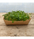 Micro pousse brocoli (pièce)