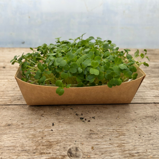 Micro pousse brocoli (pièce) - Ferme urbaine aquaponique à Bordeaux