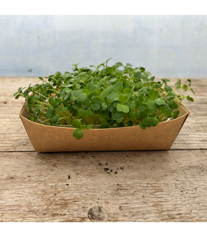 Micro pousse brocoli (pièce)