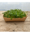 Micro pousse brocoli (pièce)
