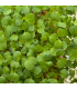 Micro pousse brocoli (pièce)
