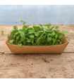 Micro pousse coriandre (pièce)