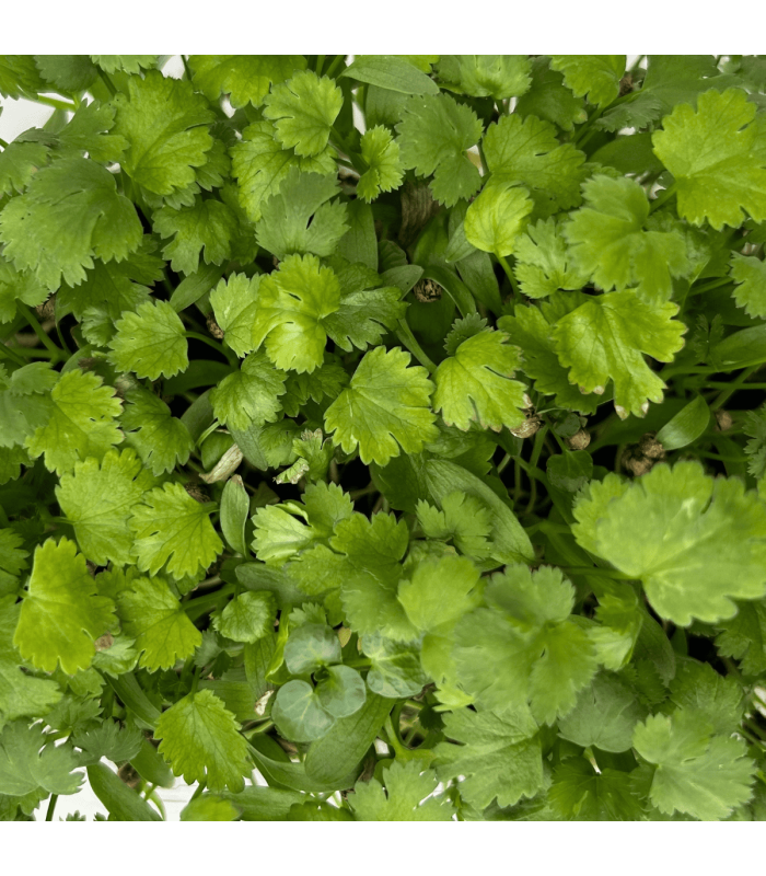 Micro pousse coriandre (pièce)