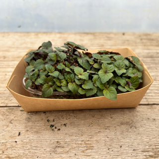 Micro pousse shiso bicolore (pièce) - Ferme urbaine aquaponique à Bordeaux