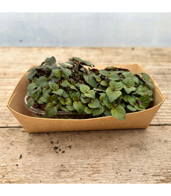 Micro pousse shiso bicolore (pièce)