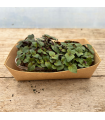 Micro pousse shiso bicolore (pièce)