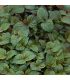 Micro pousse shiso bicolore (pièce)