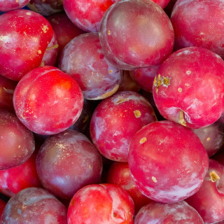 Prunes rouges (500g) - Ferme urbaine aquaponique à Bordeaux