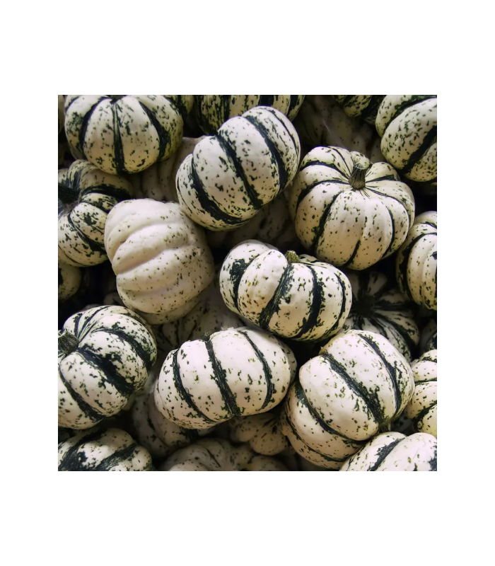 Courge patidou (unité)