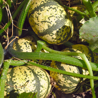 Courge patidou (unité) - Ferme urbaine aquaponique à Bordeaux