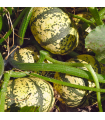 Courge patidou (unité)