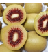 Kiwis rouges (2 pièces)