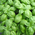 Basilic Vert plante vivante (pièce)