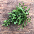 Basilic Thaï plante vivante (pièce)