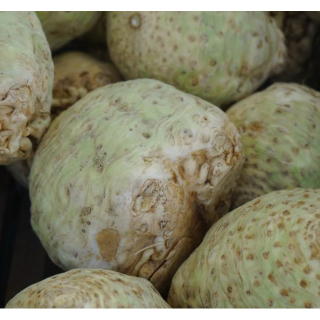 Céleri rave (pièce) - Ferme urbaine aquaponique à Bordeaux