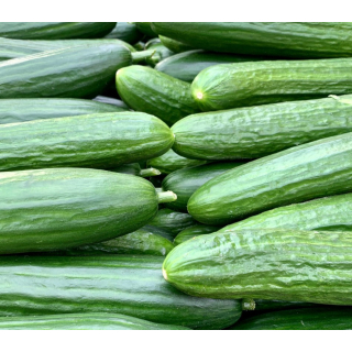 Concombre (unité) - Ferme urbaine aquaponique à Bordeaux