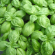 Basilic Vert (kg)