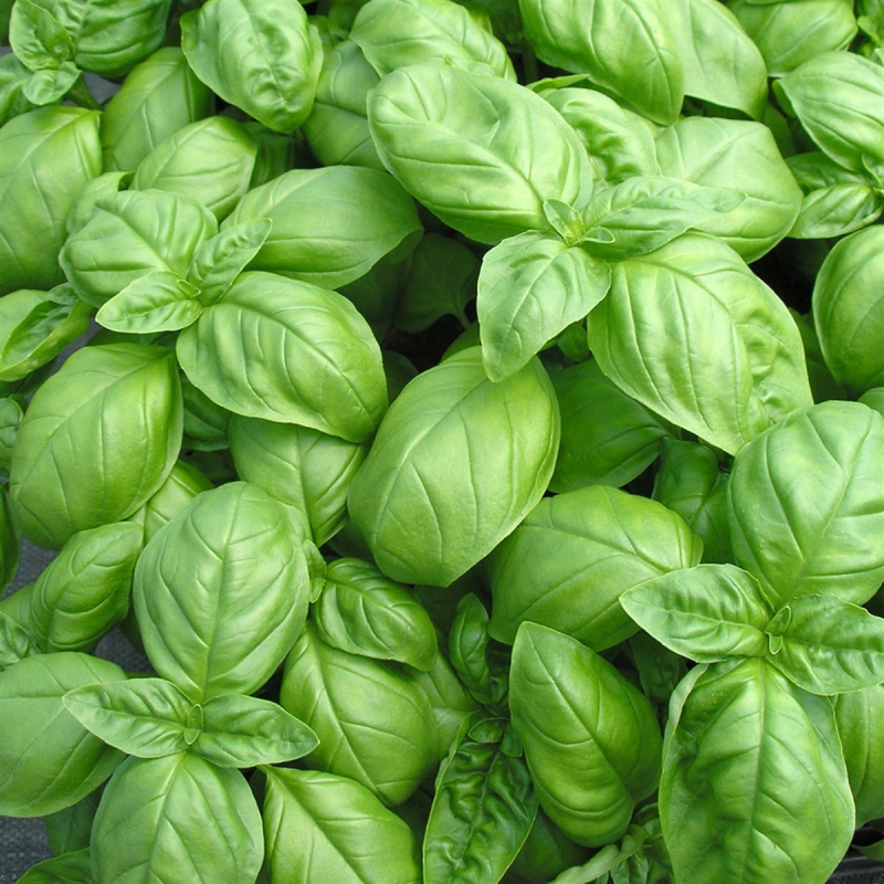 Basilic Vert (kg)