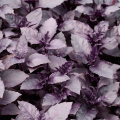 Basilic Pourpre plante vivante (pièce)