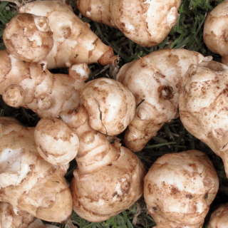 Topinambours (500g) - Ferme urbaine aquaponique à Bordeaux