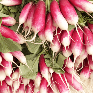 Radis botte (unité) - Ferme urbaine aquaponique à Bordeaux