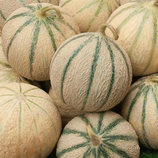 Melon (pièce) - Ferme urbaine aquaponique à Bordeaux