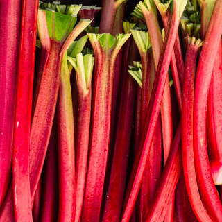 Rhubarbe (botte 500g) - Ferme urbaine aquaponique à Bordeaux